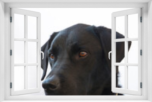 Fototapeta Naklejka Na Ścianę Okno 3D - Close-up portrait of black Labrador Retriever dog