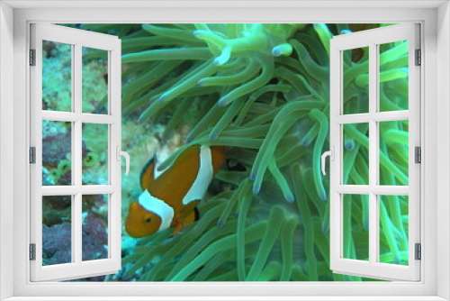 Fototapeta Naklejka Na Ścianę Okno 3D - Nemo fish near Manado,  Indonesia