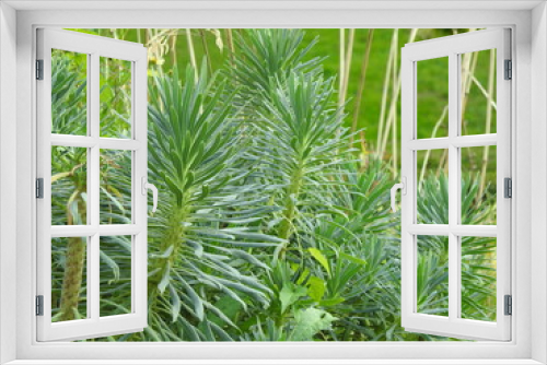 Fototapeta Naklejka Na Ścianę Okno 3D - Ornamental all-green plant