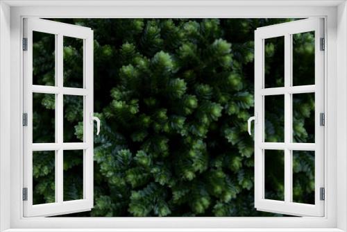 Fototapeta Naklejka Na Ścianę Okno 3D - green leaves background wallpaper aloe vera