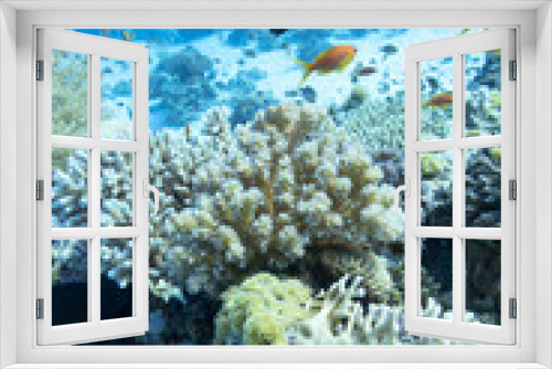 Fototapeta Naklejka Na Ścianę Okno 3D - Colorful coral reef at the bottom of tropical sea, hard corals and fishes Anthias, underwater landscape