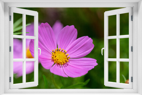 Fototapeta Naklejka Na Ścianę Okno 3D - Cosmo Flower