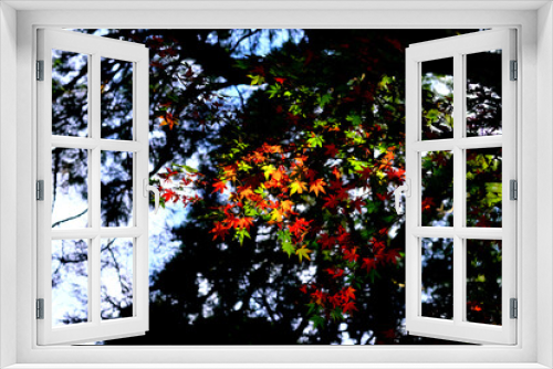 Fototapeta Naklejka Na Ścianę Okno 3D - イルミネーションのように光る美しい紅葉