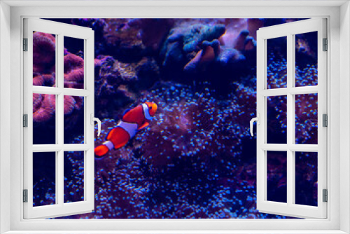 Fototapeta Naklejka Na Ścianę Okno 3D - Underwater World