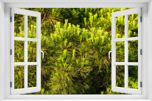 Fototapeta Naklejka Na Ścianę Okno 3D - Close-up of pine branches. Nature background concept