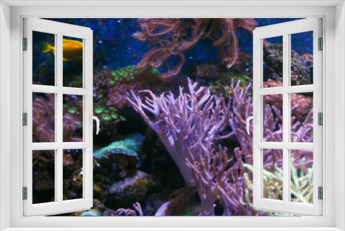 Fototapeta Naklejka Na Ścianę Okno 3D - Alcyonacea Soft Corals: Beautiful. Colorful branching White Orange Yellow colored Gorgonian Sea Fan with hard sclerites skeletons