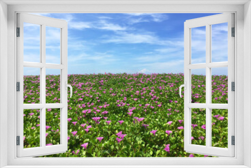 Fototapeta Naklejka Na Ścianę Okno 3D - Panoramic scenery of Beach morning glory flowers field or Bayhops flowers (Bay-hops) at Karon beach, Phuket Thailand. 