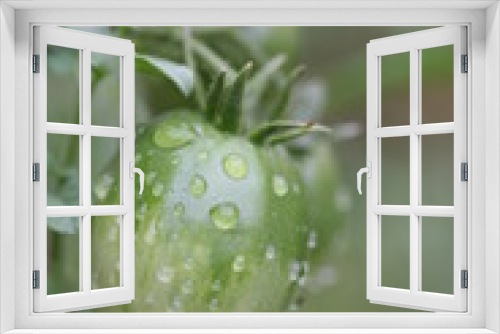 Fototapeta Naklejka Na Ścianę Okno 3D - Tomate
