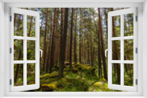 Fototapeta Naklejka Na Ścianę Okno 3D - Panorama of pine trees whith flashlight in crowns 