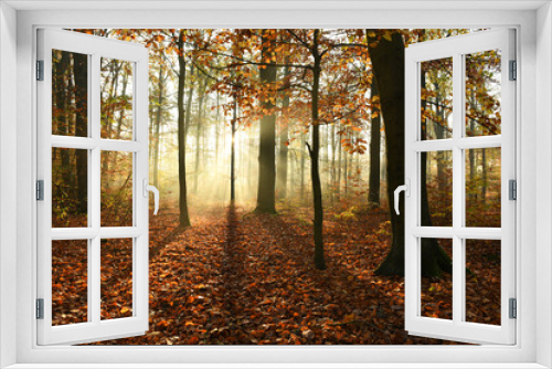 Fototapeta Naklejka Na Ścianę Okno 3D - Beautiful autumn morning in the forest