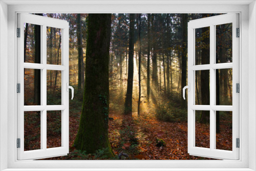 Fototapeta Naklejka Na Ścianę Okno 3D - Nebelwald im November in der Ortenau