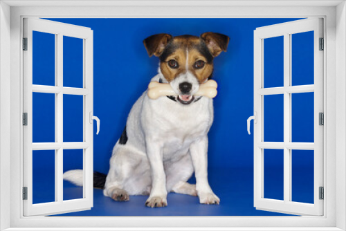 Fototapeta Naklejka Na Ścianę Okno 3D - Jack Russell Terrier Holding Rubber Bone In mouth