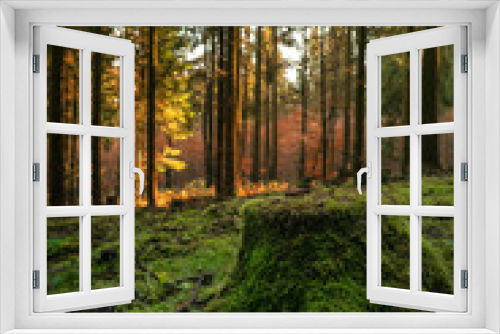 Fototapeta Naklejka Na Ścianę Okno 3D - Herbstwald im Sonnenlicht