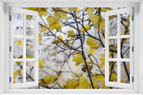 Fototapeta Naklejka Na Ścianę Okno 3D - yellow leaves