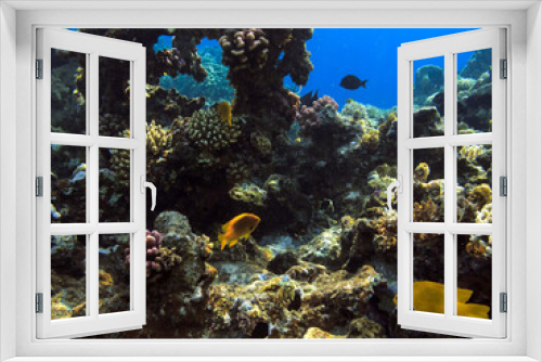 Fototapeta Naklejka Na Ścianę Okno 3D - Tropical fish and corals. Red Sea