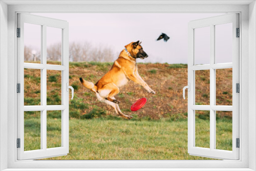 Fototapeta Naklejka Na Ścianę Okno 3D - Funny Malinois Dog Play Jumping With Plate Toy Outdoor In Park. Belgian Sheepdog Are Active, Intelligent, Friendly, Protective, Alert And Hard-working. Belgium, Chien De Berger Belge Dog