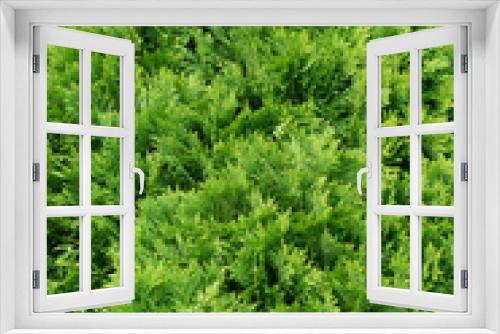 Fototapeta Naklejka Na Ścianę Okno 3D - Сloseup of evergreen branch. Thuja Occidentalis (cypress family Cupressaceae)