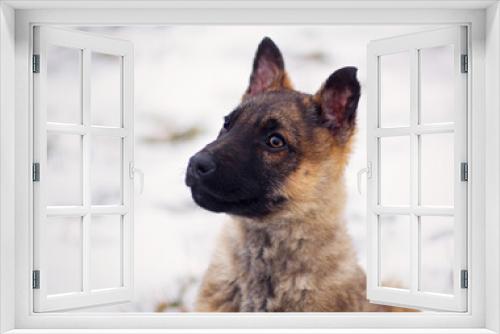 Fototapeta Naklejka Na Ścianę Okno 3D - Cute german shepherd puppy dog portrait