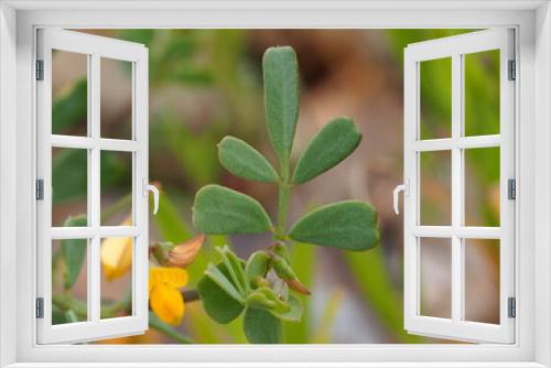Fototapeta Naklejka Na Ścianę Okno 3D - Plant (Coronilla repanda subsp. dura)