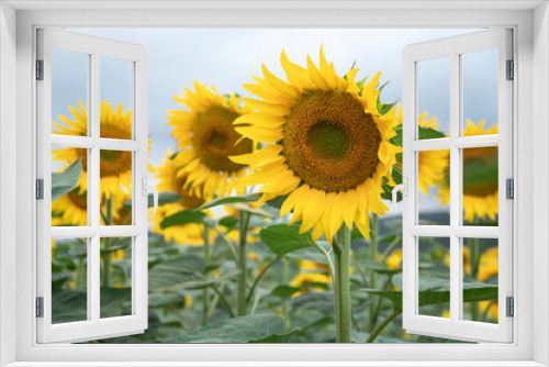 Fototapeta Naklejka Na Ścianę Okno 3D - Field of Blooming Sunflower