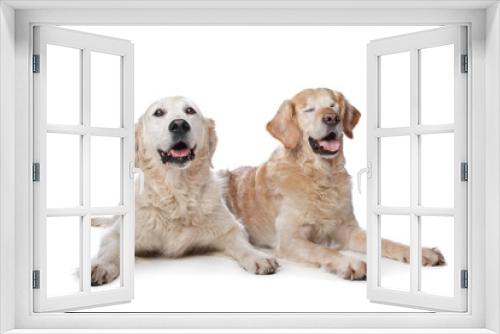 Fototapeta Naklejka Na Ścianę Okno 3D - Two Golden Retriever dogs