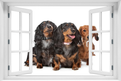 Fototapeta Naklejka Na Ścianę Okno 3D - dachshund dogs