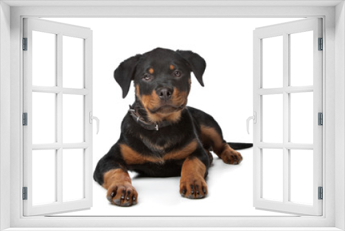 Fototapeta Naklejka Na Ścianę Okno 3D - Rottweiler puppy