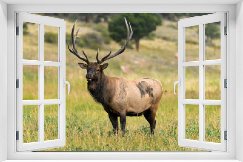 Fototapeta Naklejka Na Ścianę Okno 3D - Bull Elk - A close-up front-side view of a strong mature bull elk standing in a mountain meadow on a late Summer evening. Rocky Mountain National Park, Estes Park, Colorado, USA.
