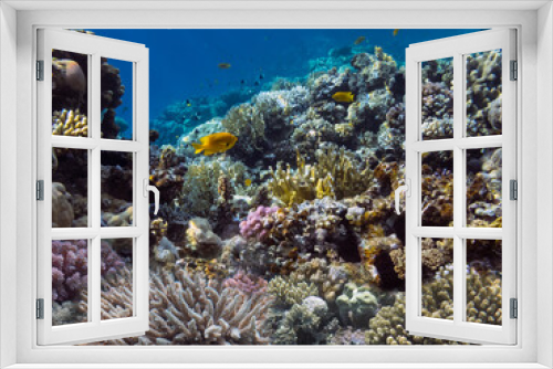 Fototapeta Naklejka Na Ścianę Okno 3D - Photo of a coral colony, Red Sea, Egypt