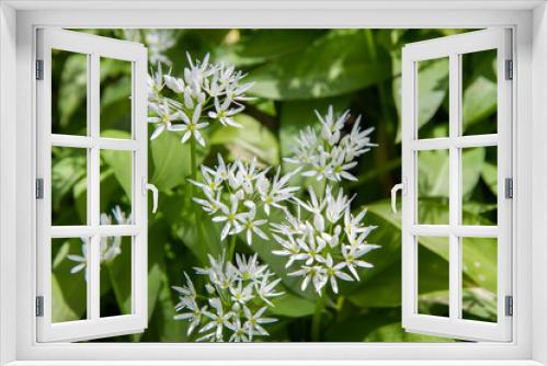 Fototapeta Naklejka Na Ścianę Okno 3D - Wild garlic (Allium ursinum) plant blooming in a garden