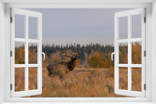 Fototapeta Naklejka Na Ścianę Okno 3D - Bull Elk in Wyoming During the Rut in Autumn