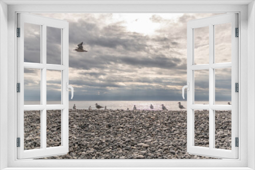 Fototapeta Naklejka Na Ścianę Okno 3D - Mouettes et goélands en bord de mer sur une plage de galets de la baie des anges à Nice