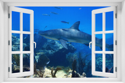Fototapeta Naklejka Na Ścianę Okno 3D - Looe Key Diving Sharks, Parrott Fish, and Reefs - oh my!