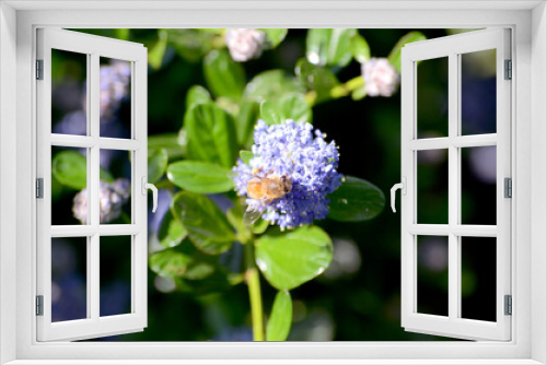 Fototapeta Naklejka Na Ścianę Okno 3D - Honey Bee On A Purple California Lilac