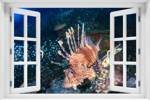 Fototapeta Naklejka Na Ścianę Okno 3D - Lionfish on a tropical coral reef