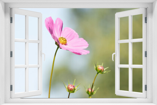 Fototapeta Naklejka Na Ścianę Okno 3D - Beautiful pink cosmos flowers blooming in garden in panorama Bokeh background. Long cover or social media