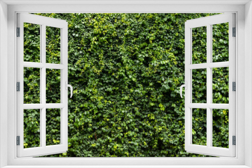 Fototapeta Naklejka Na Ścianę Okno 3D - Green leaf wall texture background. Vine on the wall. Nature of green plants. Environmental freshness wallpaper concept.