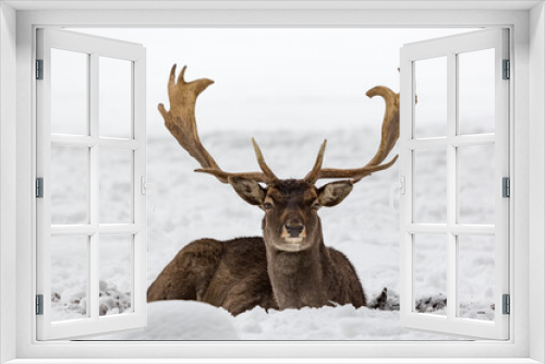 Fototapeta Naklejka Na Ścianę Okno 3D - Male fallow deer buck Dama dama resting in snow-covered winter landscape
