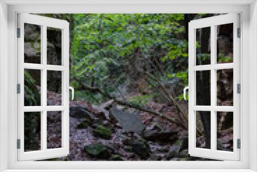 Fototapeta Naklejka Na Ścianę Okno 3D - View in a rugged gorge in a forest.