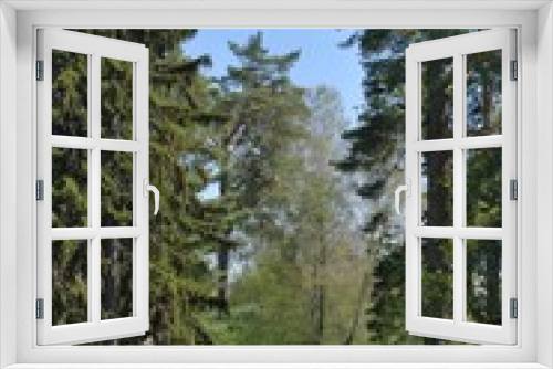 Fototapeta Naklejka Na Ścianę Okno 3D - summer forest garden
