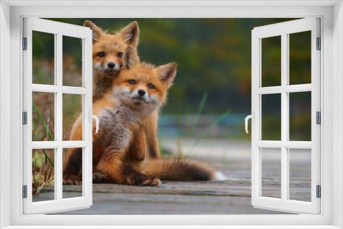 Fototapeta Naklejka Na Ścianę Okno 3D - Wild baby red foxes cuddling at the beach, June 2020, Nova Scotia, Canada