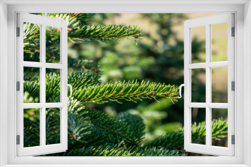 Fototapeta Naklejka Na Ścianę Okno 3D - Plantation of evergreen nordmann firs, christmas tree growing ourdoor