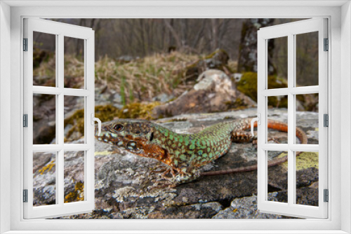 Fototapeta Naklejka Na Ścianę Okno 3D - Italian wall lizard (Podarcis muralis) in its habitat, a forest in the Apennines mountains, Italy.