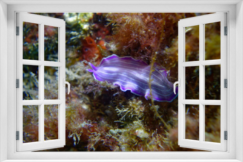 Fototapeta Naklejka Na Ścianę Okno 3D - Pink flatworm (Prostheceraeus roseus) in Mediterranean Sea)