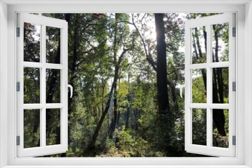 Fototapeta Naklejka Na Ścianę Okno 3D - trees in the forest