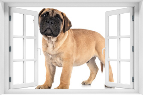 Fototapeta Naklejka Na Ścianę Okno 3D - puppy bullmastiff in studio