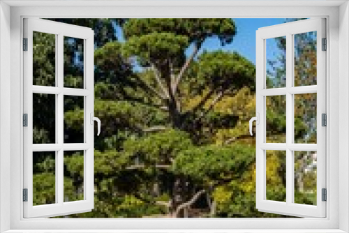 Fototapeta Naklejka Na Ścianę Okno 3D - Beautiful bonsai pine (Pinus mugo or mountain pine) with lush needles against blue autumn sky. Public landscape city park Krasnodar or Galitsky park. Resting place for townspeople and tourists.