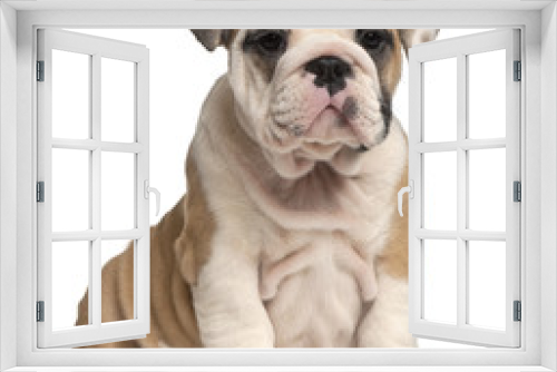 Fototapeta Naklejka Na Ścianę Okno 3D - English Bulldog puppy Sitting, 2 months old