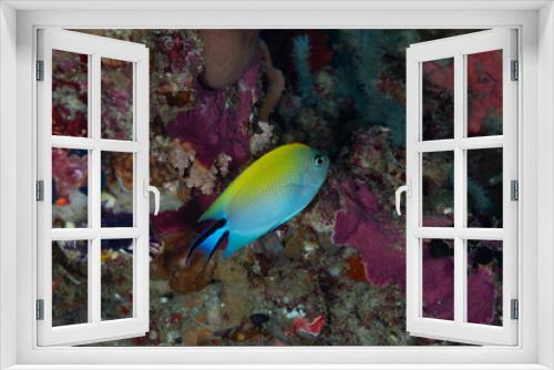 Fototapeta Naklejka Na Ścianę Okno 3D - Black-spot Angelfish Genicanthus melanospilos