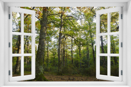Fototapeta Naklejka Na Ścianę Okno 3D - paesaggio boschivo con alberi di quercia (Quercus cerris) in Autunno